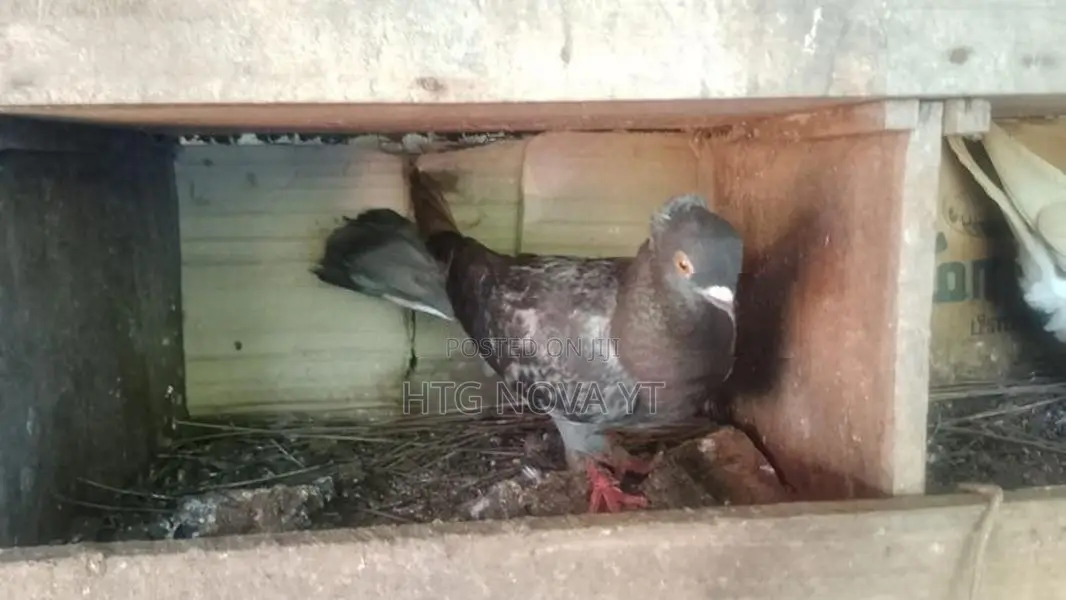Pigeons