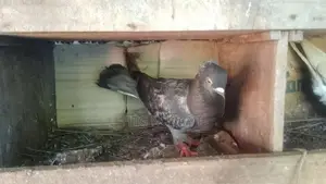 Pigeons