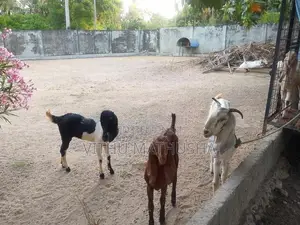 Jamunapari Goat