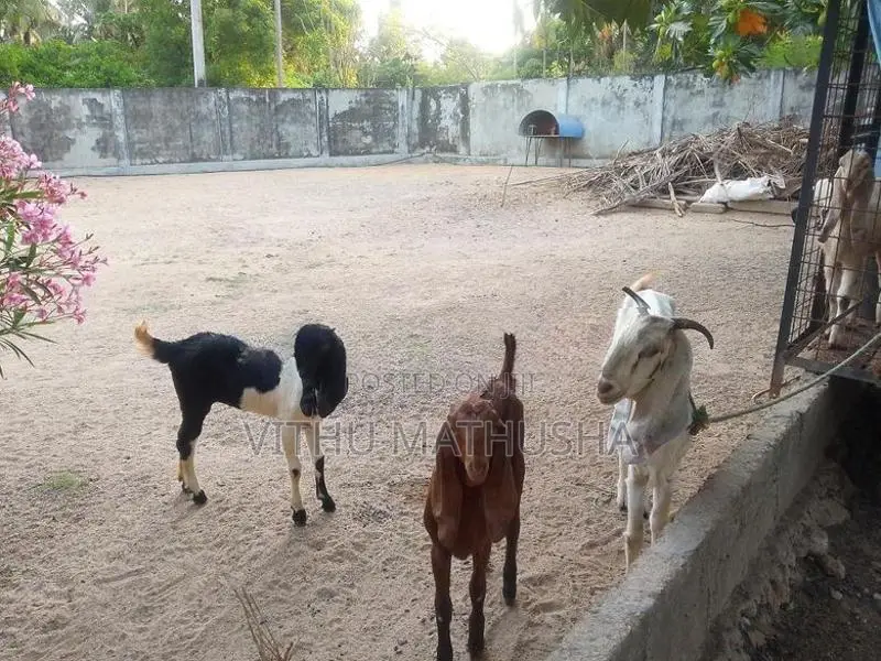 Jamunapari Goat