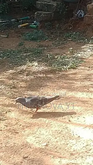 Pigeons