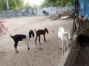 Jamunapari Goat