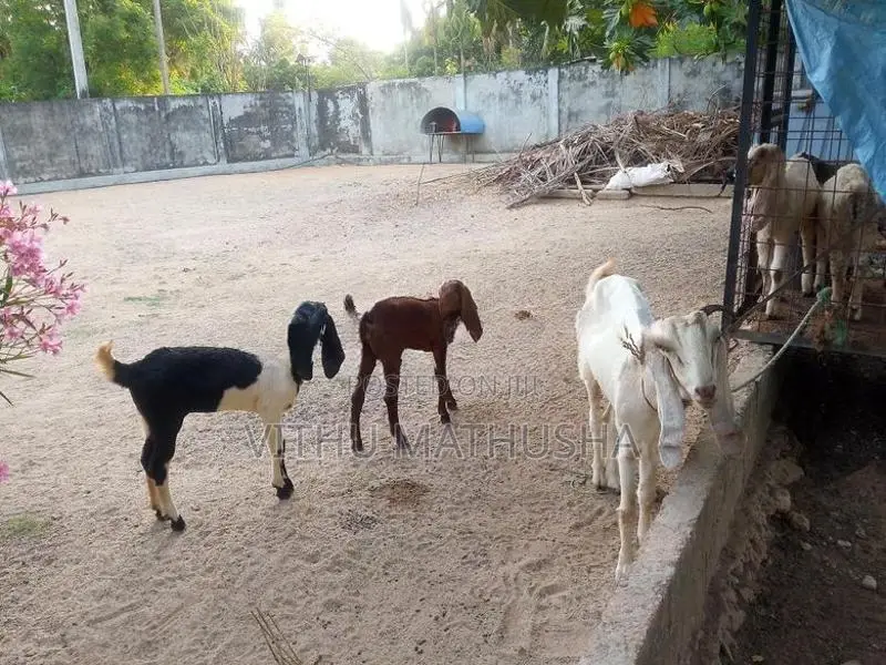 Jamunapari Goat