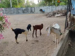 Jamunapari Goat