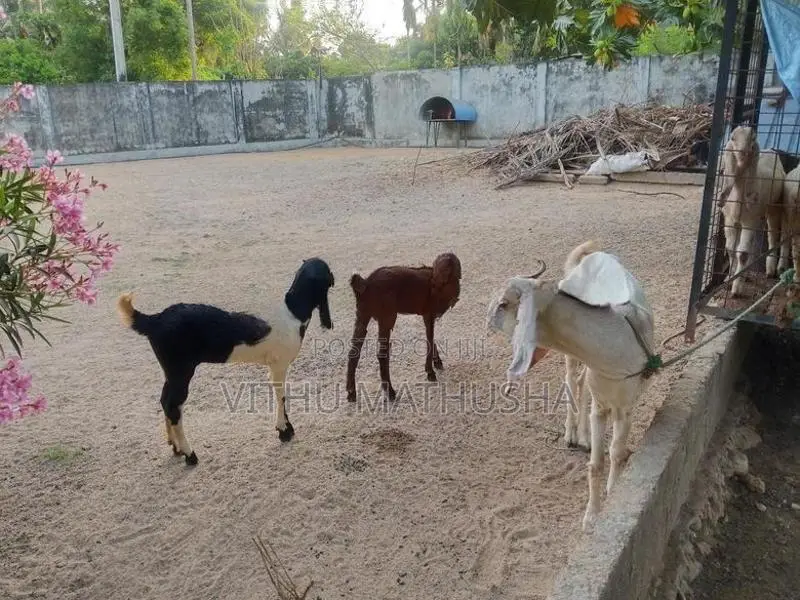 Jamunapari Goat