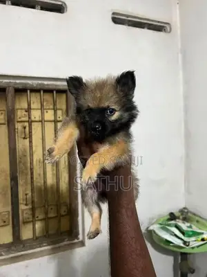 Pomeranian Puppies