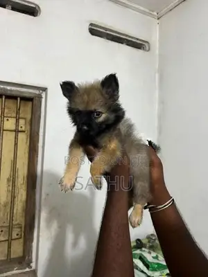 Pomeranian Puppies