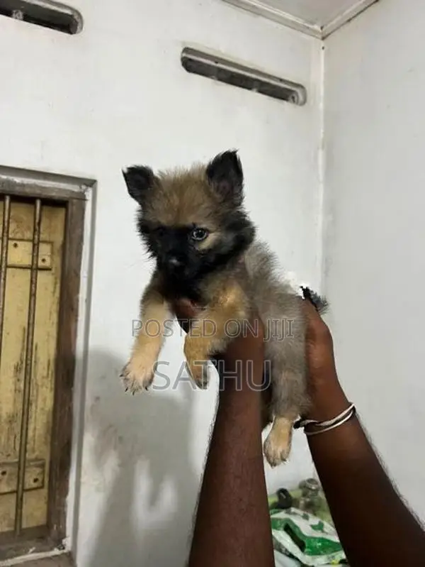Pomeranian Puppies