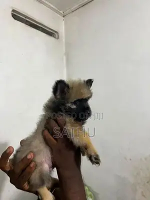 Pomeranian Puppies