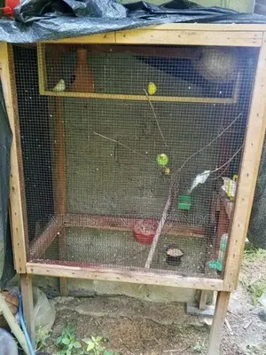 Birds Cage