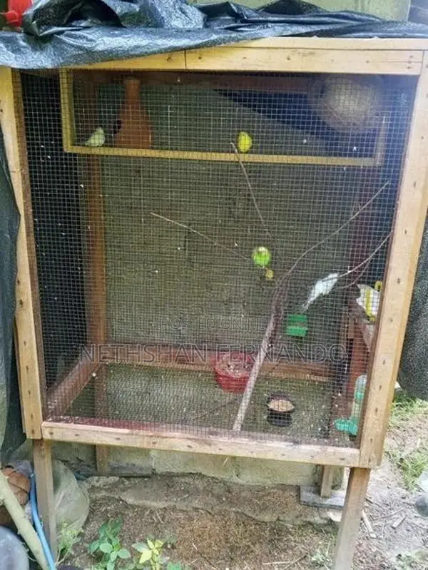 Birds Cage