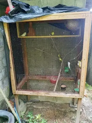 Birds Cage