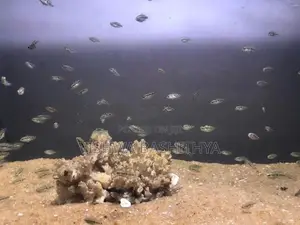Texas Cichlid