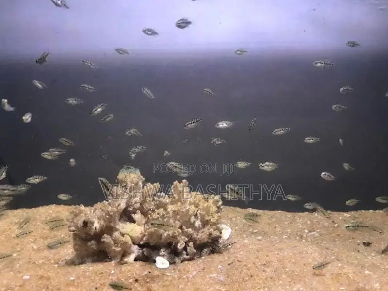 Texas Cichlid