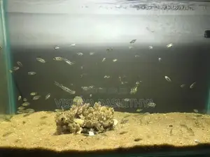 Texas Cichlid