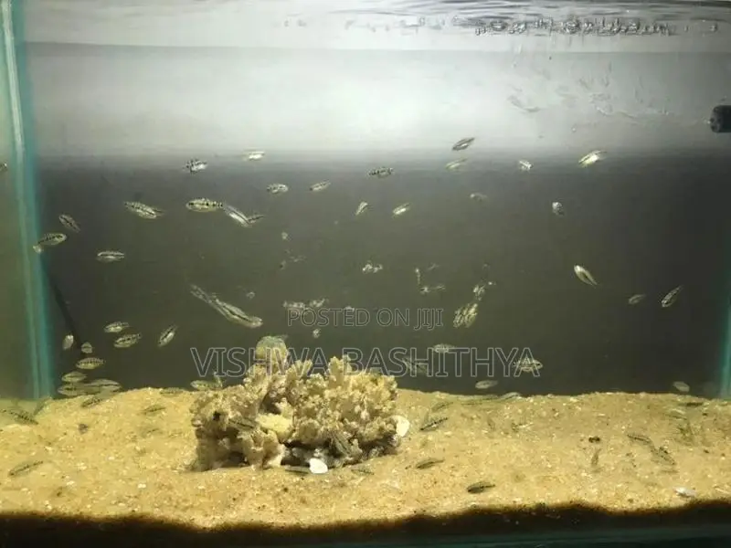 Texas Cichlid