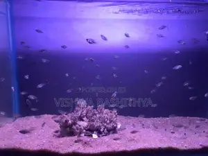 Texas Cichlid