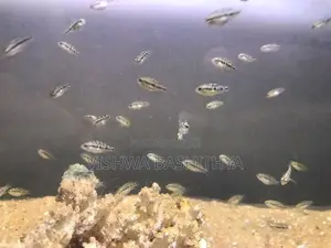 Texas Cichlid