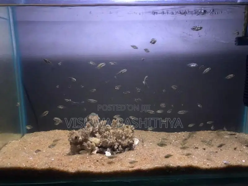 Texas Cichlid