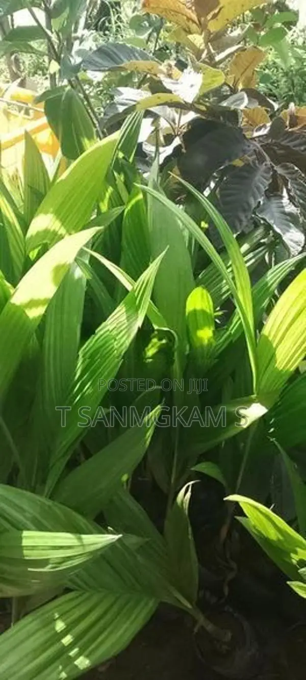 கமுகு கன்றுகள்