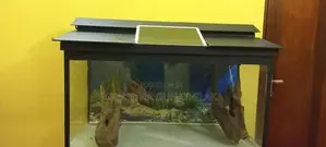 Fish Tank