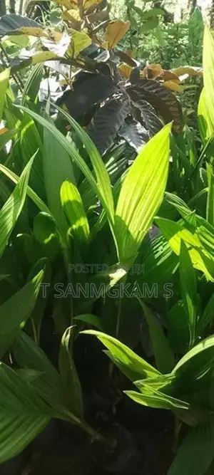 கமுகு கன்றுகள்