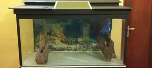 Fish Tank