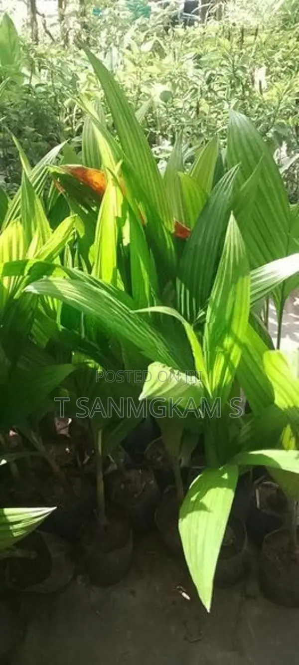 கமுகு கன்றுகள்