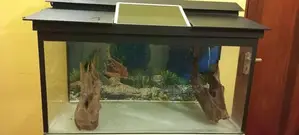 Fish Tank