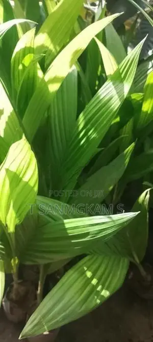 கமுகு கன்றுகள்