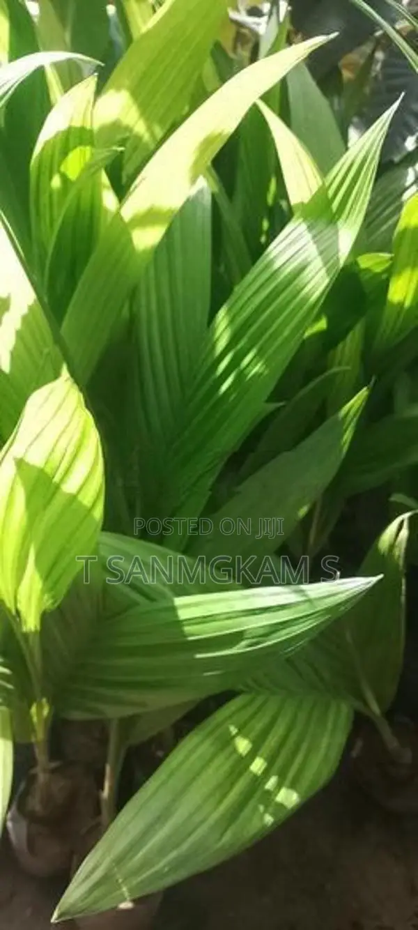 கமுகு கன்றுகள்