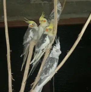 Cocktail Bird