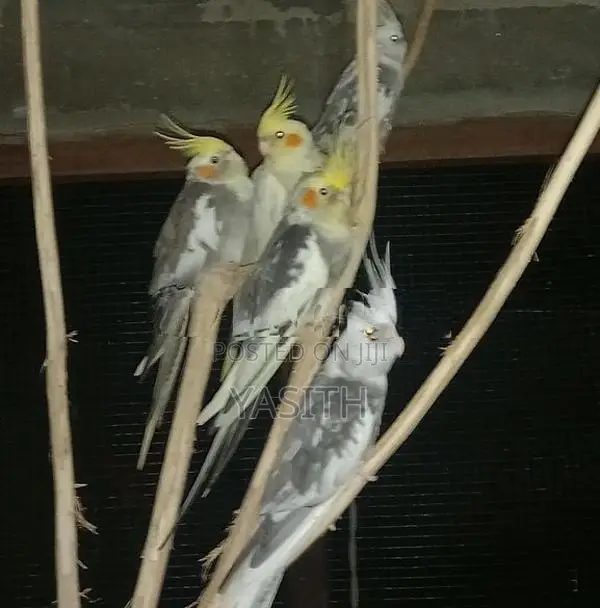 Cocktail Bird