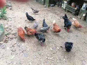 Kikiliyo