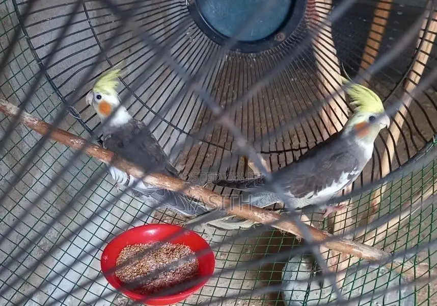 Cocktail Bird