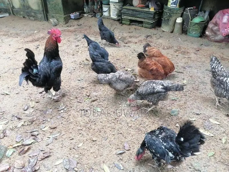 Gamkula 2 Kikiliyan