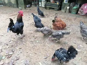 Kikiliyo