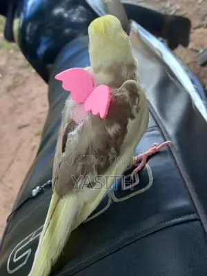 Cocktail Bird