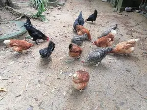 Kikiliyo