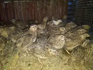 Quail Chicks