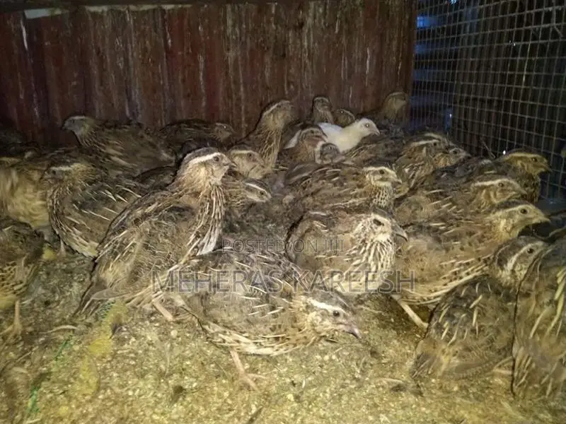 Quail Chicks