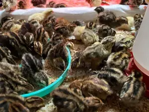 Quail Chicks