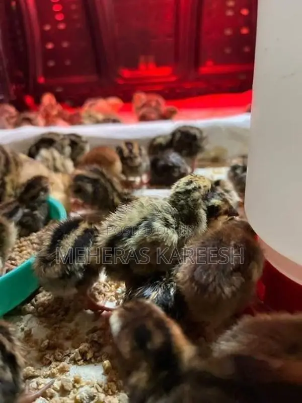 Quail Chicks