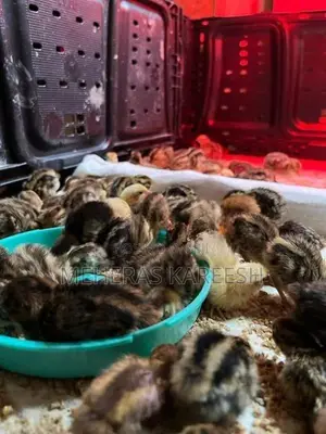 Quail Chicks