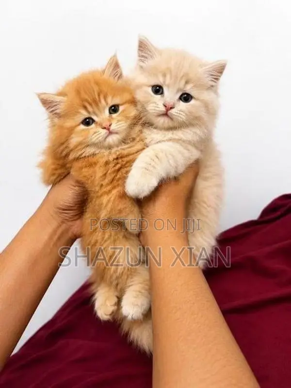 Pure Persian Kittens