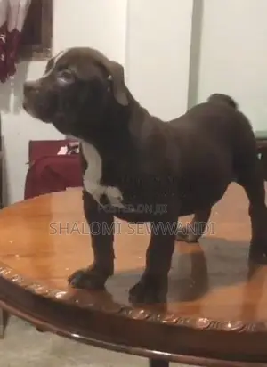 American Bully Female Puppy