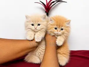 Pure Persian Kittens