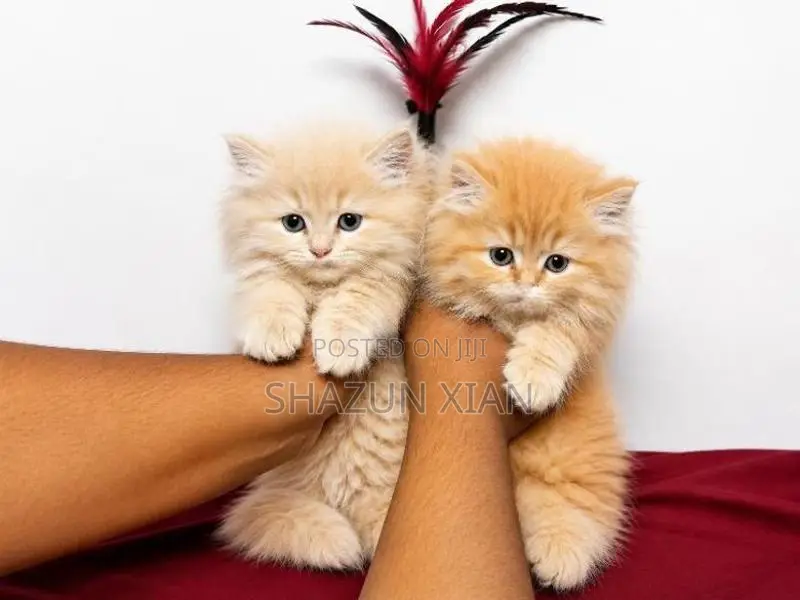 Pure Persian Kittens