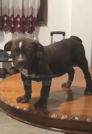 American Bully Female Puppy
