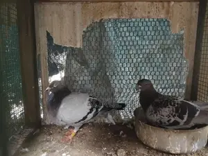 Pigeons